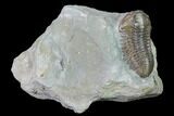 Flexicalymene Trilobite - Mt Orab, Ohio #165363-1